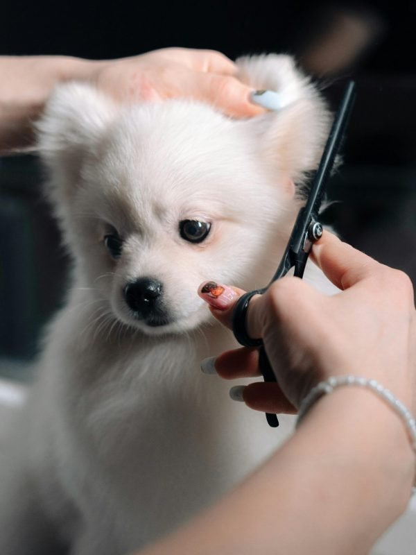 pexels-artem-korsakov-132129914-12283472