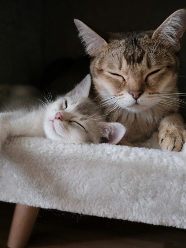 pexels-canaros-2693561