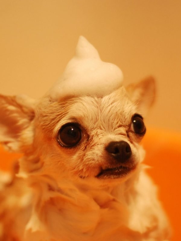 pexels-nishizuka-25426-485294